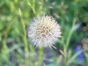 Preview wallpaper fluff, dandelion, macro, blur, flower