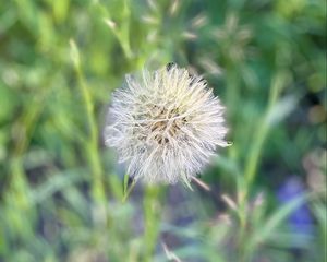 Preview wallpaper fluff, dandelion, macro, blur, flower