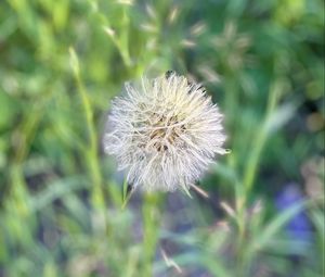 Preview wallpaper fluff, dandelion, macro, blur, flower