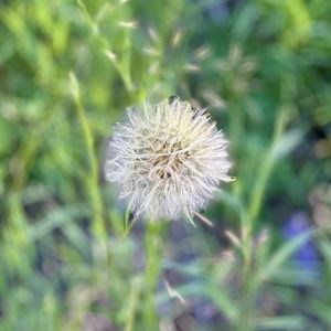 Preview wallpaper fluff, dandelion, macro, blur, flower