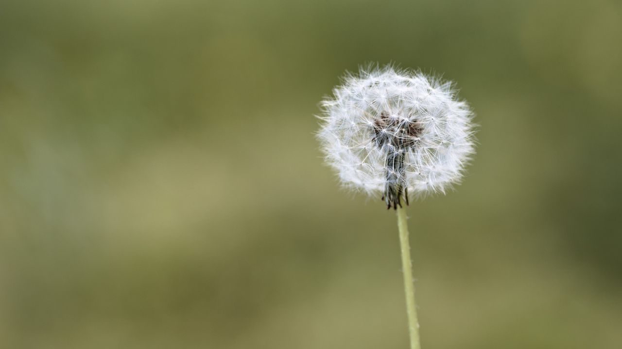 Wallpaper fluff, dandelion, macro, blur