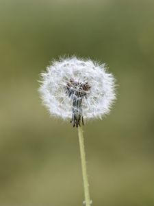 Preview wallpaper fluff, dandelion, macro, blur