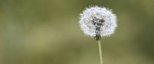 Preview wallpaper fluff, dandelion, macro, blur