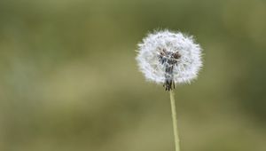 Preview wallpaper fluff, dandelion, macro, blur