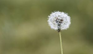 Preview wallpaper fluff, dandelion, macro, blur