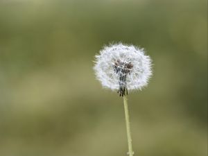 Preview wallpaper fluff, dandelion, macro, blur