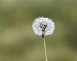 Preview wallpaper fluff, dandelion, macro, blur