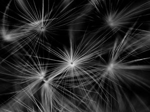 Preview wallpaper fluff, dandelion, plant, black and white