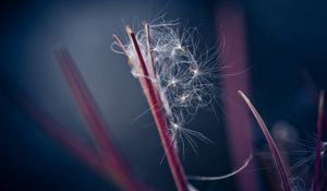 Preview wallpaper fluff, dandelion, plant