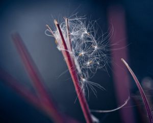 Preview wallpaper fluff, dandelion, plant