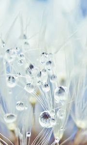 Preview wallpaper fluff, dandelion, seeds, drops