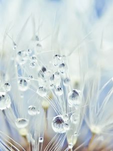 Preview wallpaper fluff, dandelion, seeds, drops