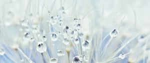 Preview wallpaper fluff, dandelion, seeds, drops