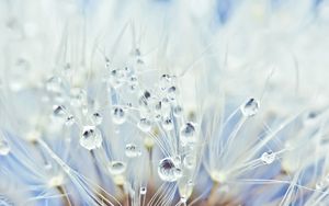 Preview wallpaper fluff, dandelion, seeds, drops