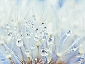 Preview wallpaper fluff, dandelion, seeds, drops