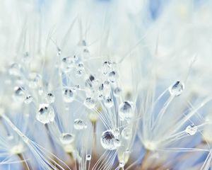 Preview wallpaper fluff, dandelion, seeds, drops