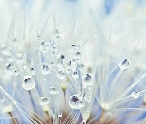 Preview wallpaper fluff, dandelion, seeds, drops