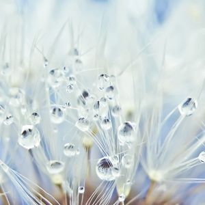 Preview wallpaper fluff, dandelion, seeds, drops