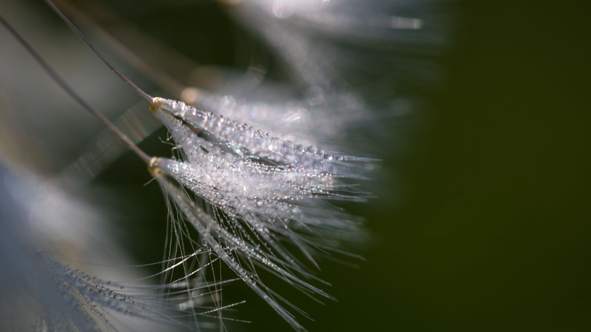 Download wallpaper 1920x1080 fluff, dew, drops, macro full hd, hdtv