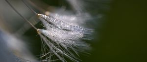 Preview wallpaper fluff, dew, drops, macro