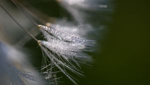 Preview wallpaper fluff, dew, drops, macro