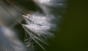 Preview wallpaper fluff, dew, drops, macro