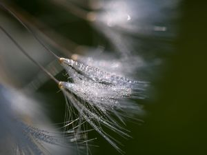 Preview wallpaper fluff, dew, drops, macro