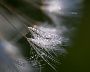 Preview wallpaper fluff, dew, drops, macro