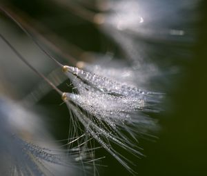 Preview wallpaper fluff, dew, drops, macro