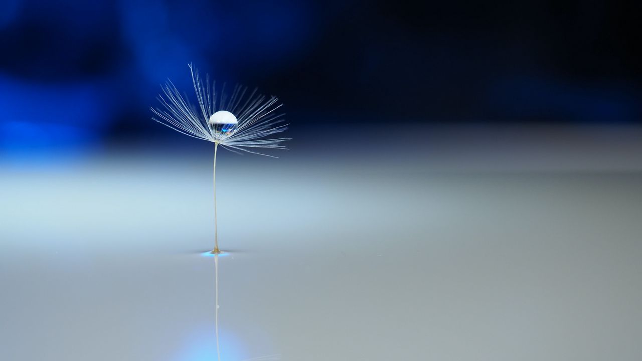 Wallpaper fluff, drop, macro, water hd, picture, image