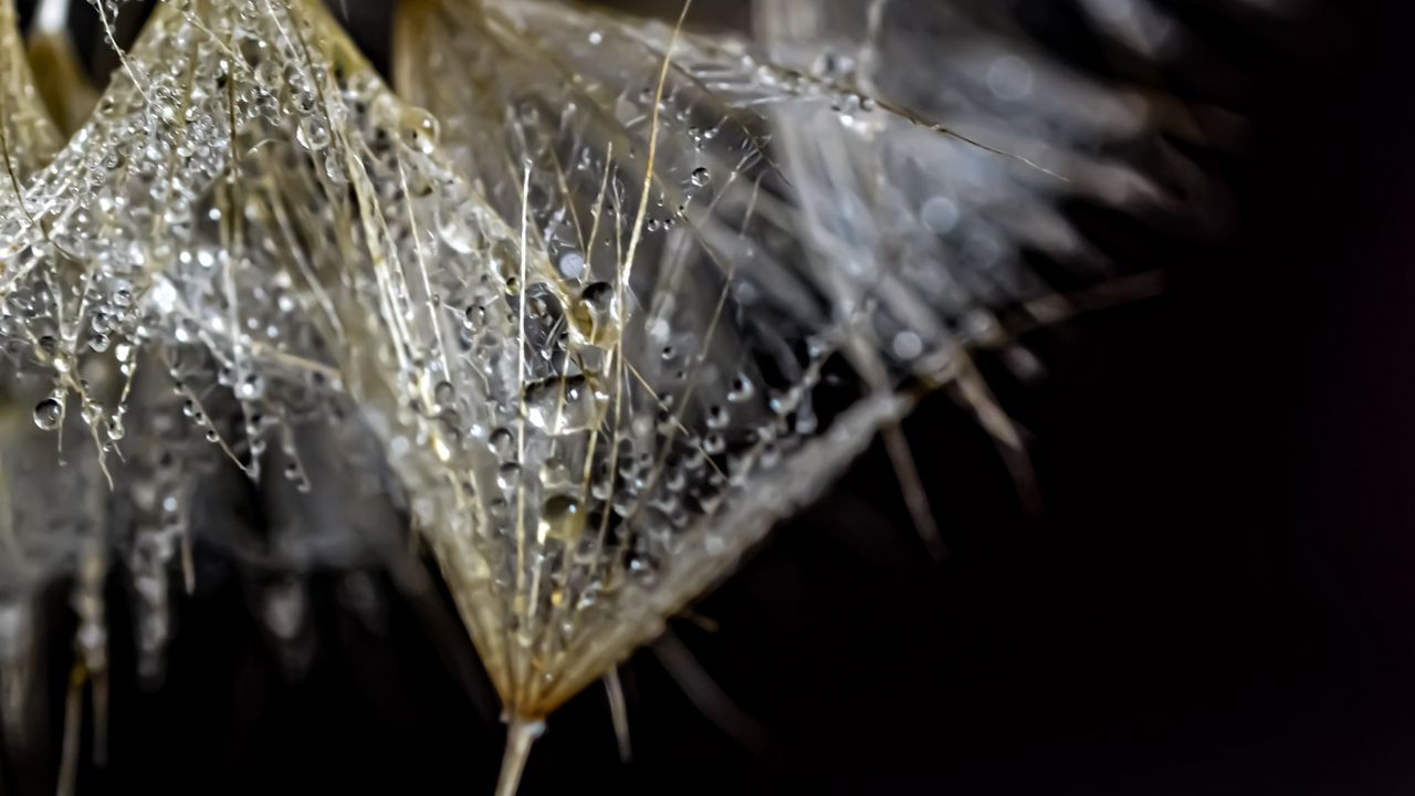 Wallpaper fluff, drops, macro, darkness