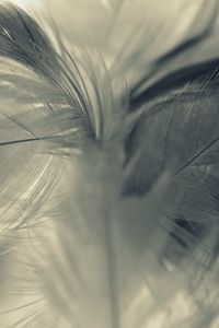 Preview wallpaper fluff, feathers, feather, material