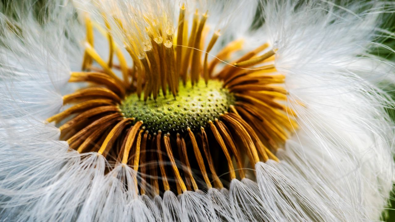 Wallpaper fluff, flower, macro, dandelion