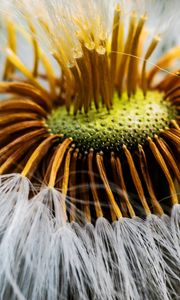 Preview wallpaper fluff, flower, macro, dandelion