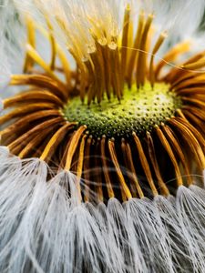 Preview wallpaper fluff, flower, macro, dandelion