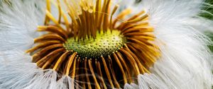 Preview wallpaper fluff, flower, macro, dandelion