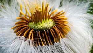 Preview wallpaper fluff, flower, macro, dandelion