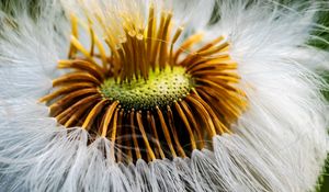 Preview wallpaper fluff, flower, macro, dandelion