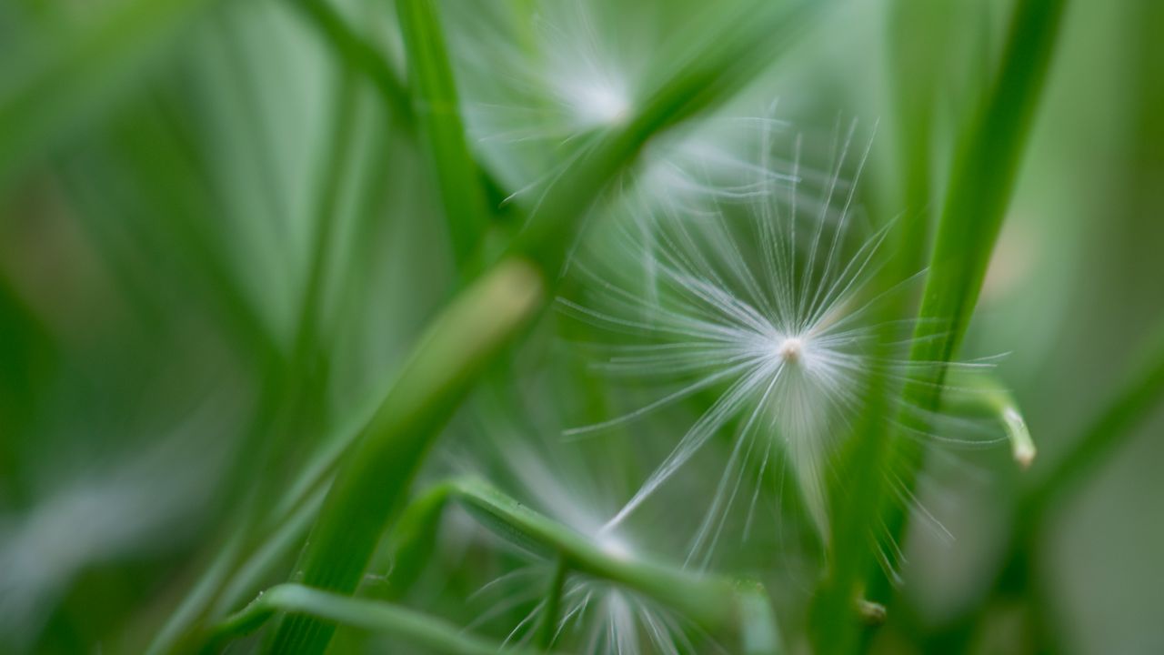 Wallpaper fluff, grass, macro