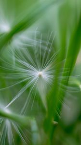 Preview wallpaper fluff, grass, macro