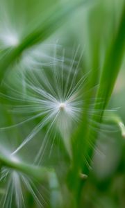 Preview wallpaper fluff, grass, macro