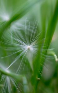 Preview wallpaper fluff, grass, macro