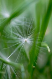 Preview wallpaper fluff, grass, macro