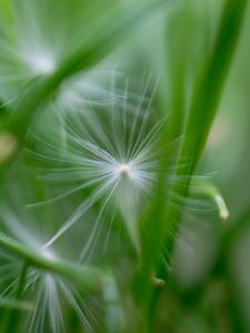 Preview wallpaper fluff, grass, macro