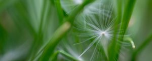 Preview wallpaper fluff, grass, macro