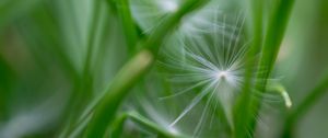 Preview wallpaper fluff, grass, macro