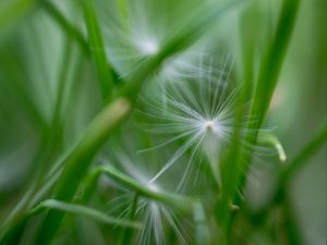 Preview wallpaper fluff, grass, macro