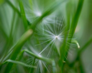 Preview wallpaper fluff, grass, macro