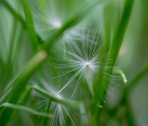 Preview wallpaper fluff, grass, macro