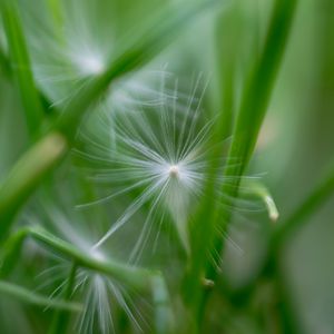 Preview wallpaper fluff, grass, macro